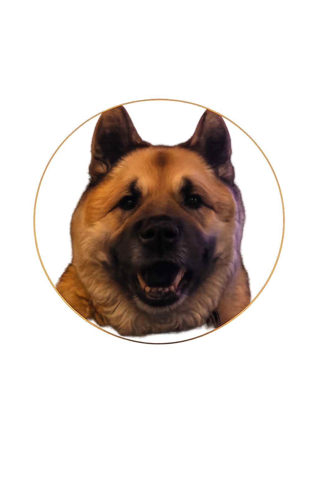 Bear – CyberPups Helper